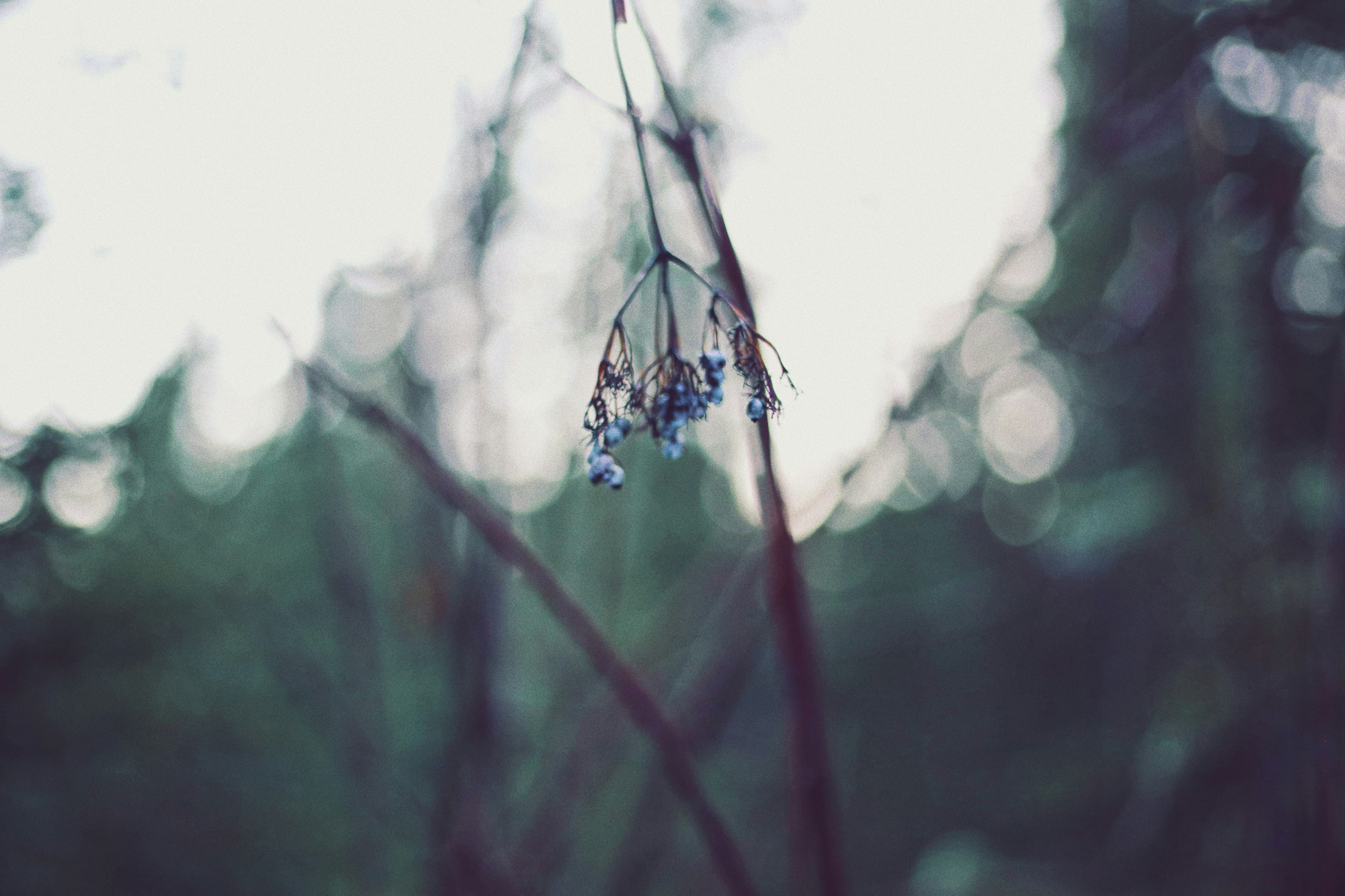 white and black spider on brown stem in tilt shift lens